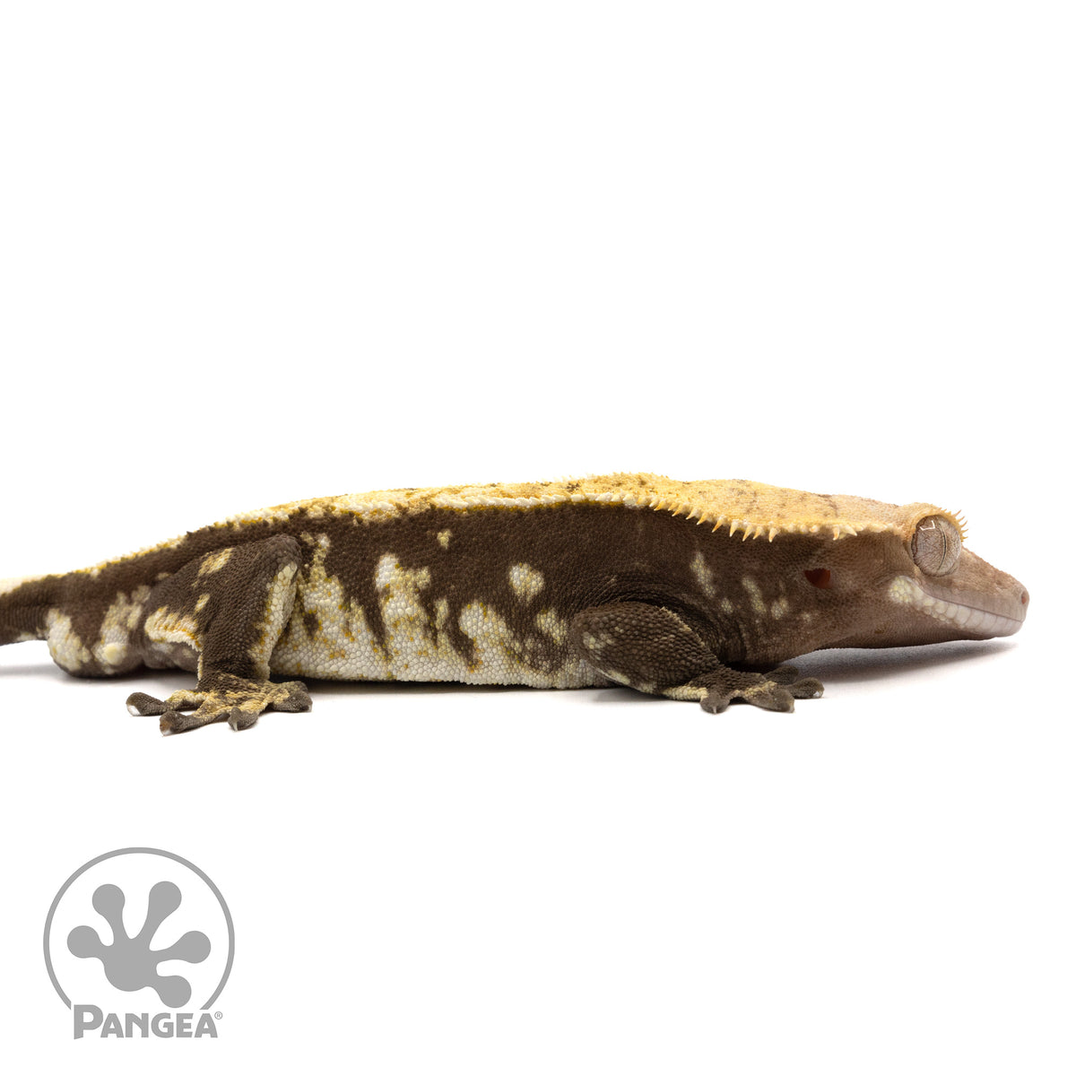 Cr-1599 facing right