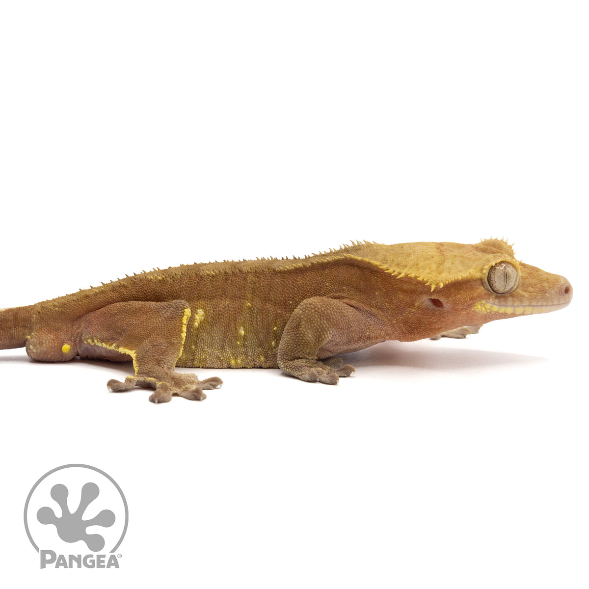 Cr-1604 facing right