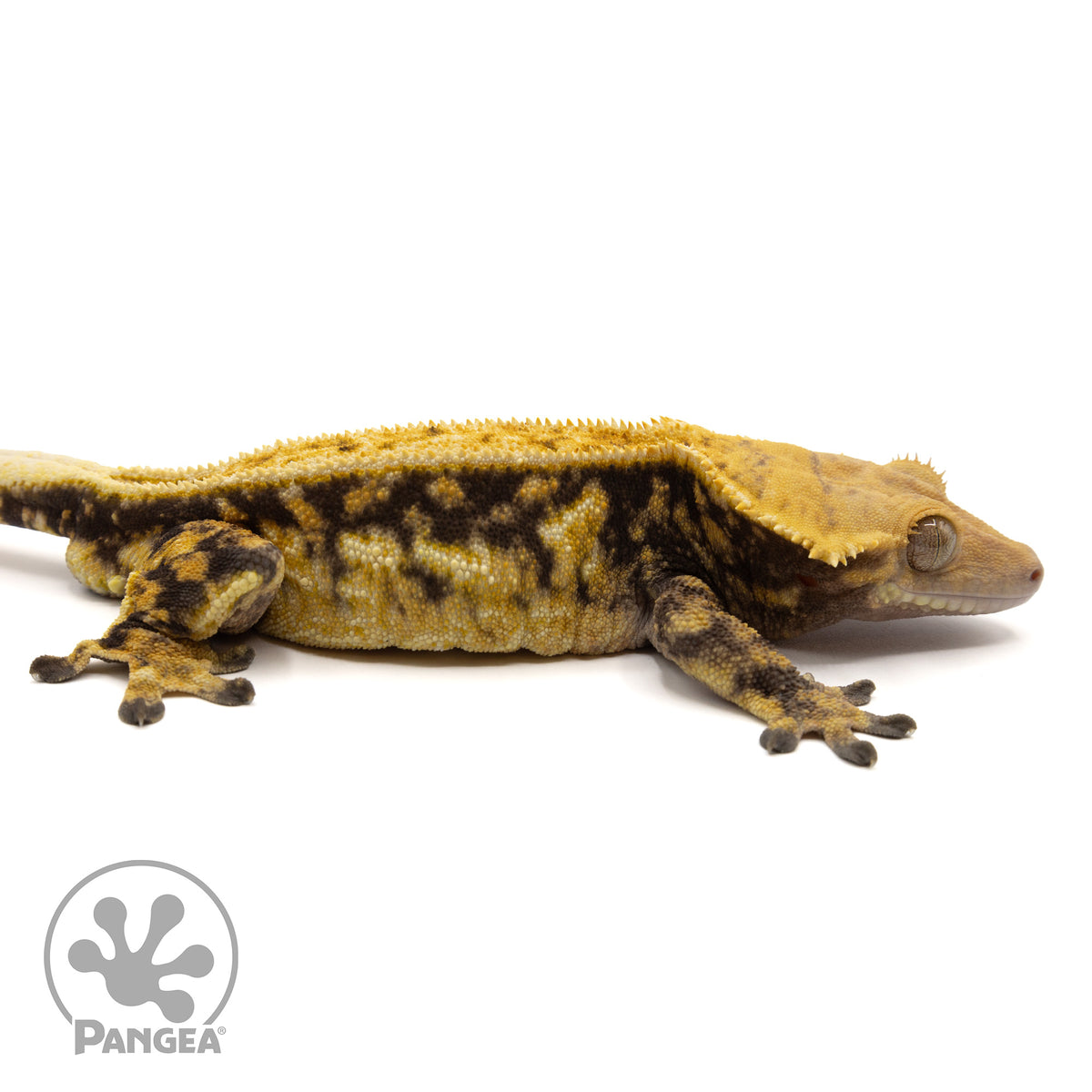 Cr-1618 facing right