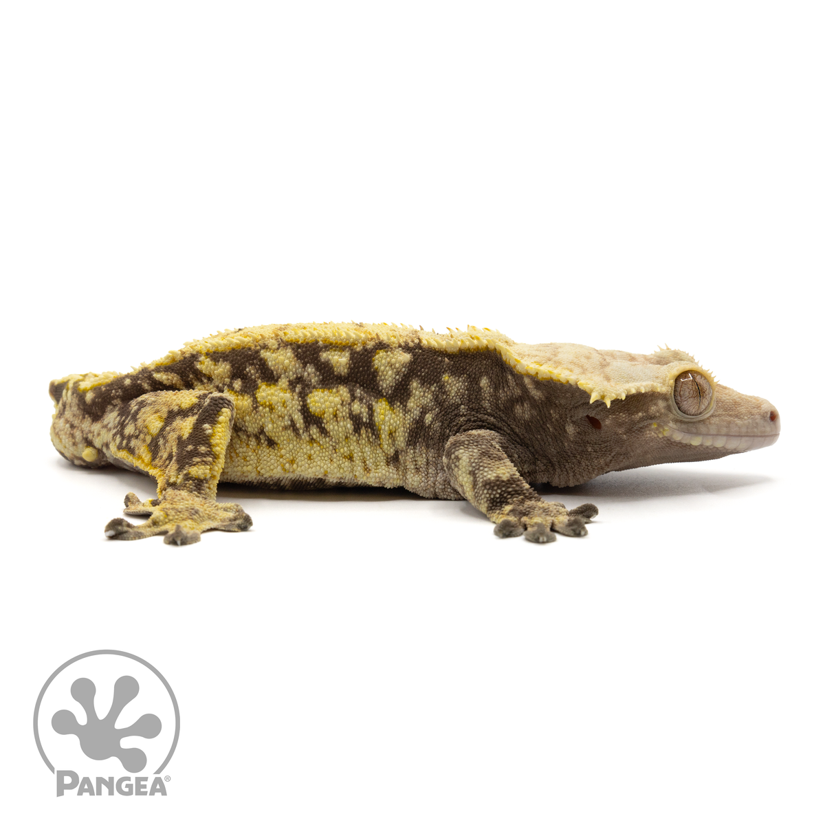 Cr-1633 facing right