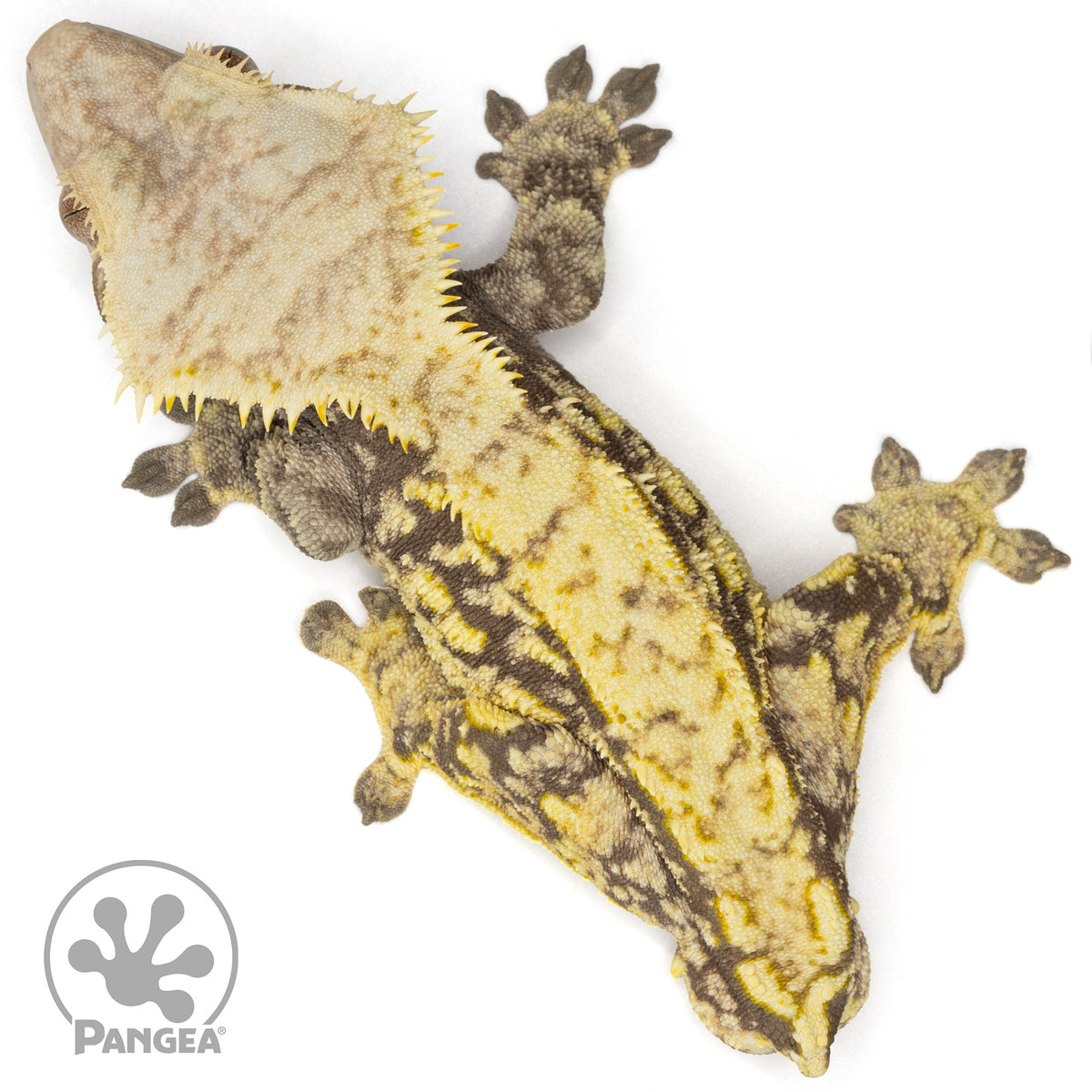 Male Extreme Harlequin Crested Gecko Cr-1633