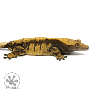 Female Harlequin Crested Gecko Cr-1638