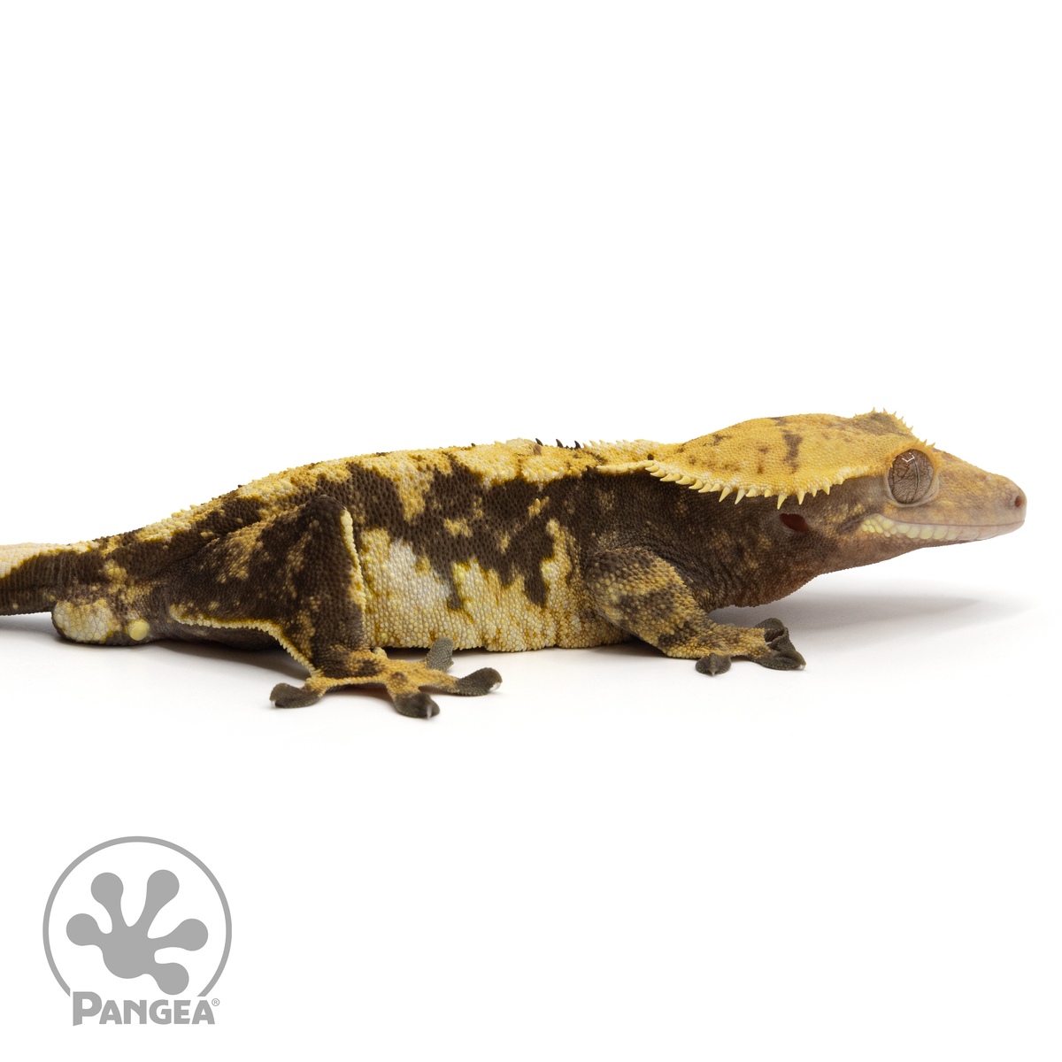 Cr-1644 facing right