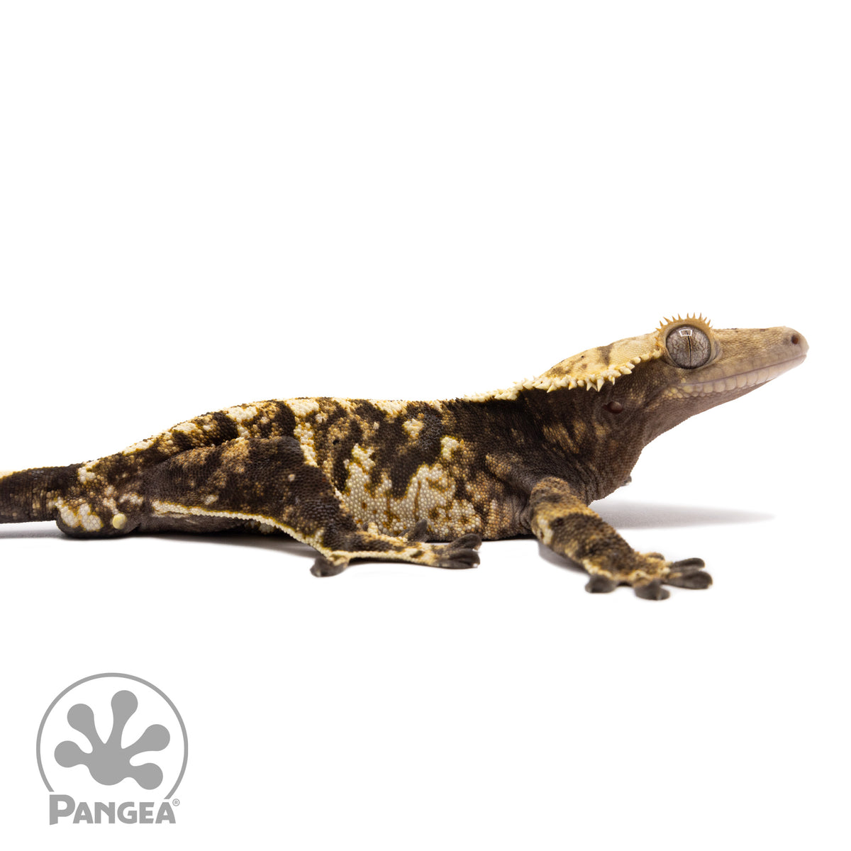 Cr-1645 facing right