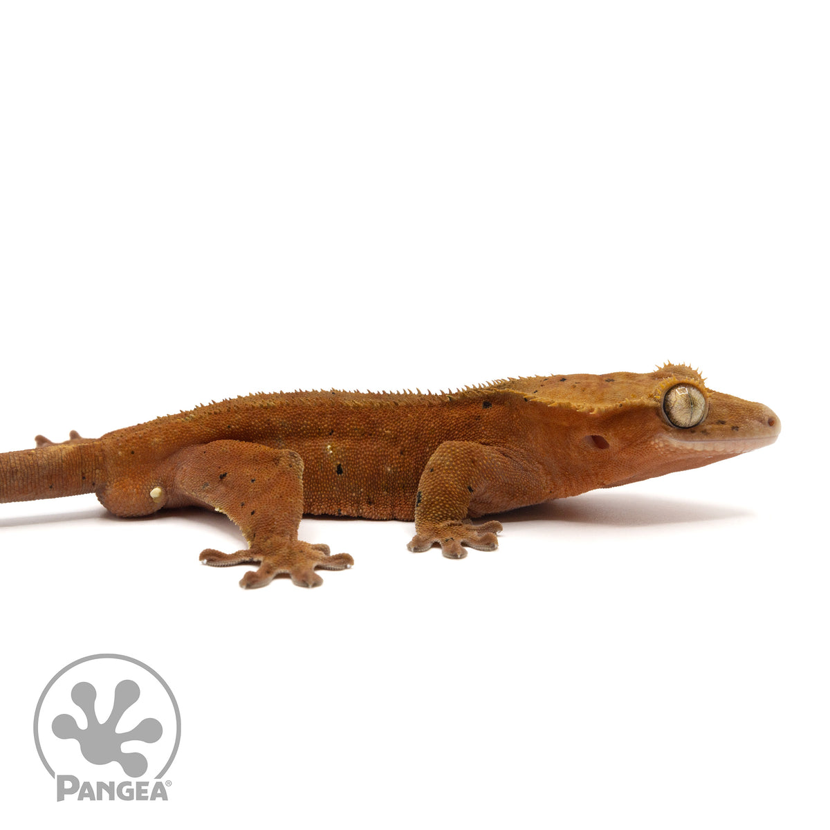 Cr-1646 facing right