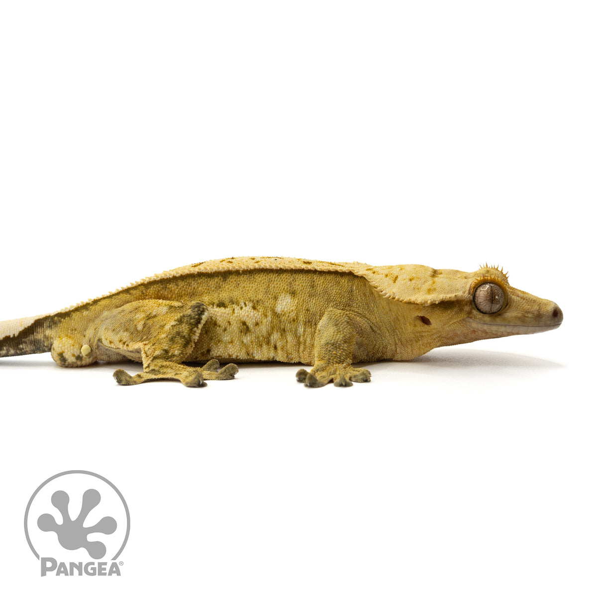 Cr-1647 facing right