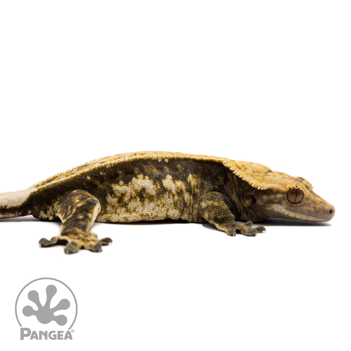 Cr-1656 facing right