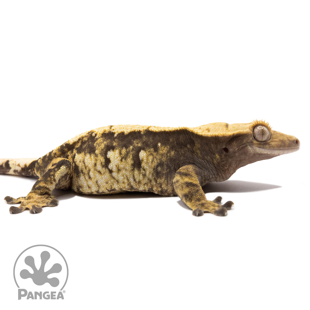 Cr-1657 facing right