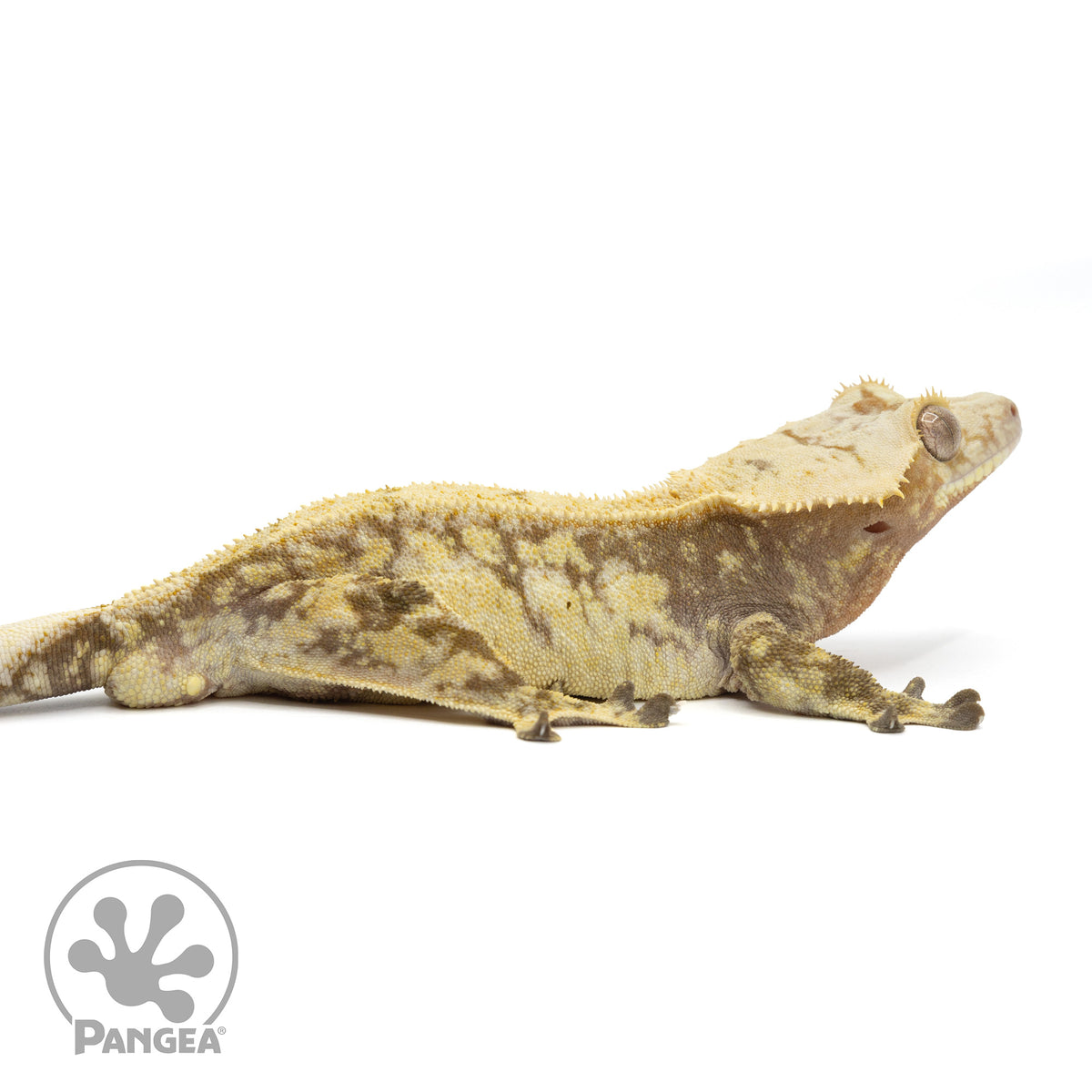 Cr-1670 facing right