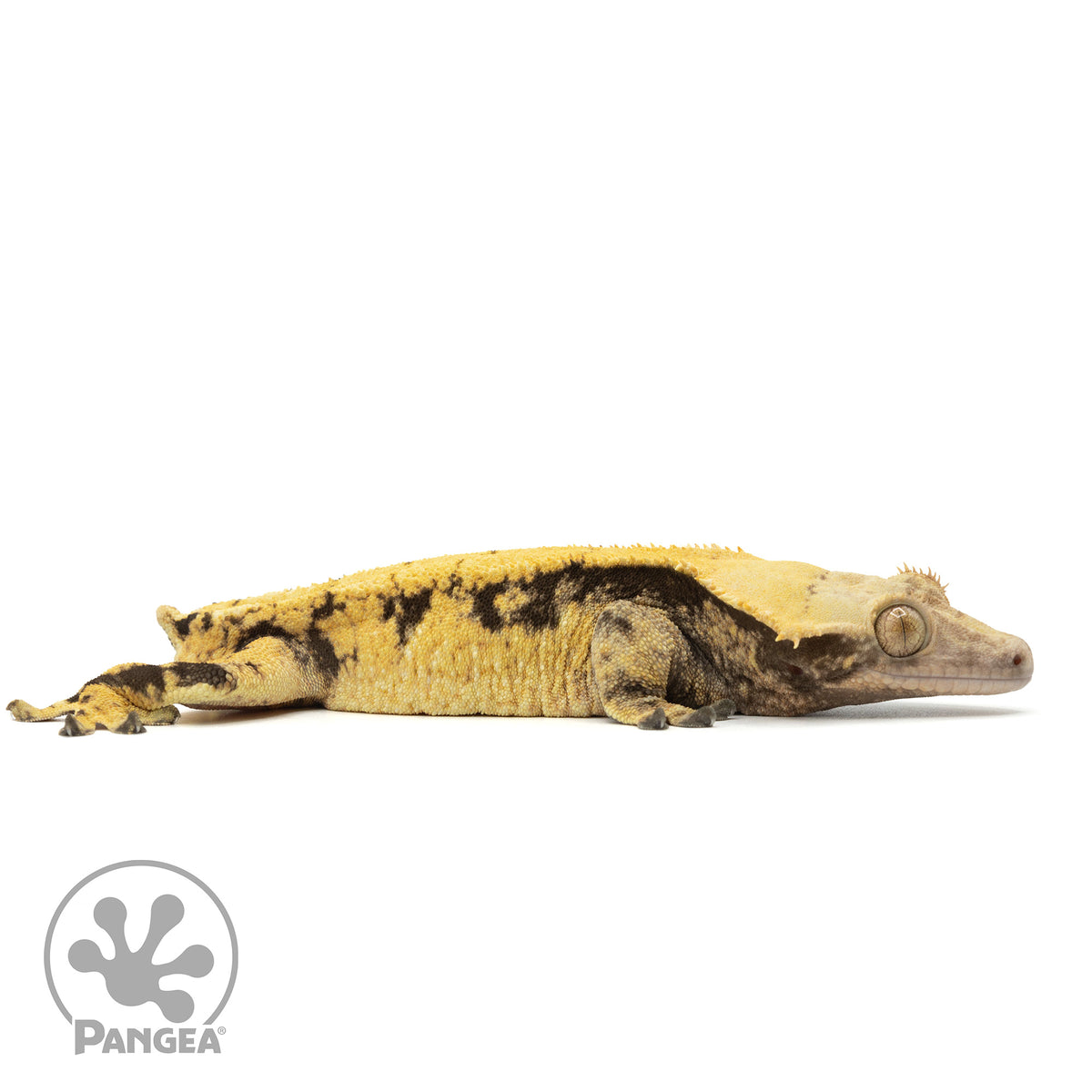 Cr-1673 facing right