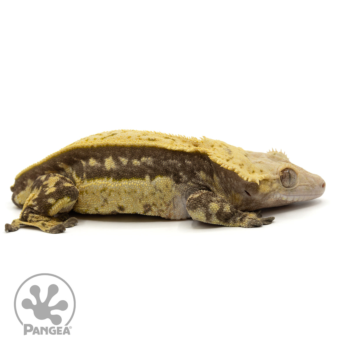 Cr-1683 facing right