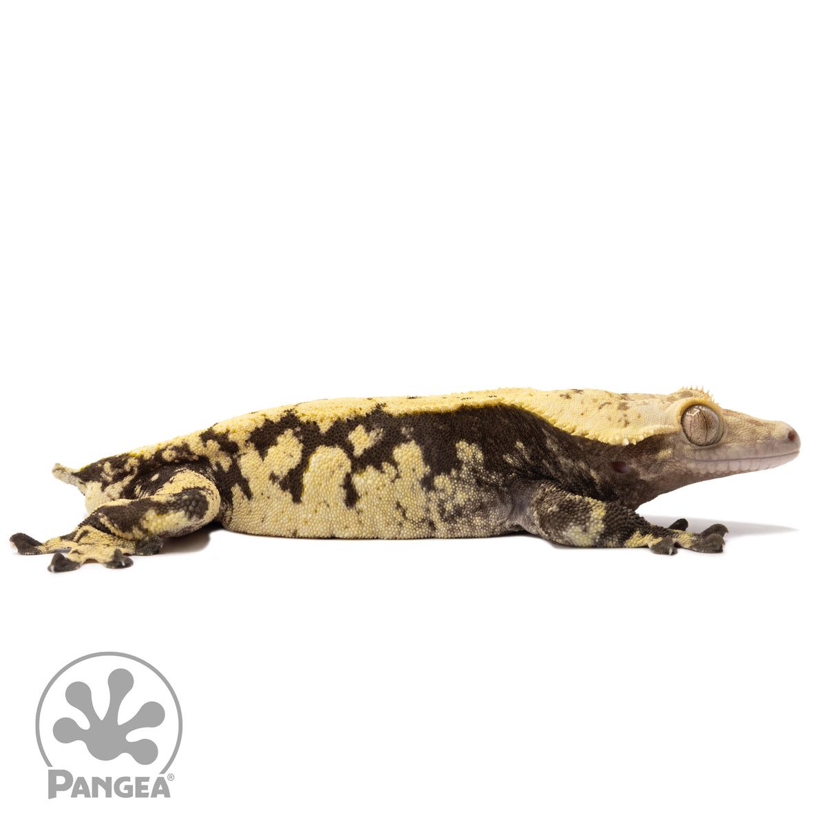 Cr-1692 facing right