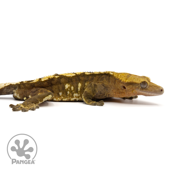 Best bedding online for crested geckos