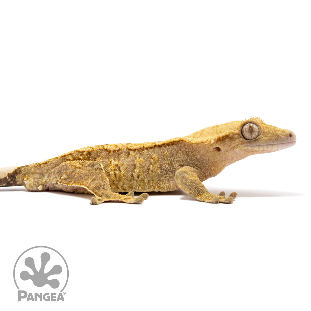 Cr-1694 facing right