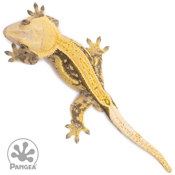 Male Quadstripe Crested Gecko | Pangea Reptile | Cr-1697 - Pangea