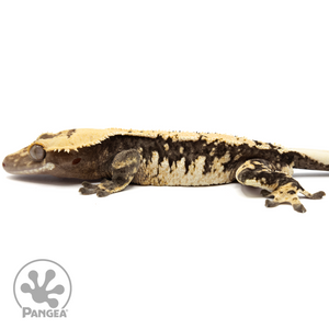Male Harlequin Crested Gecko Cr-1709