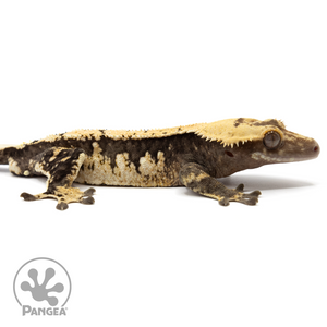 Male Harlequin Crested Gecko Cr-1709