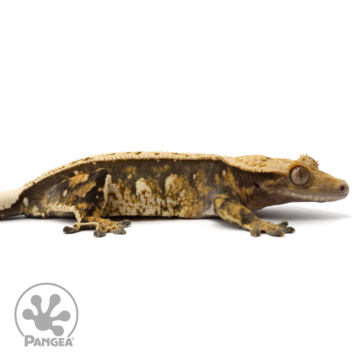 Cr-1710 facing right