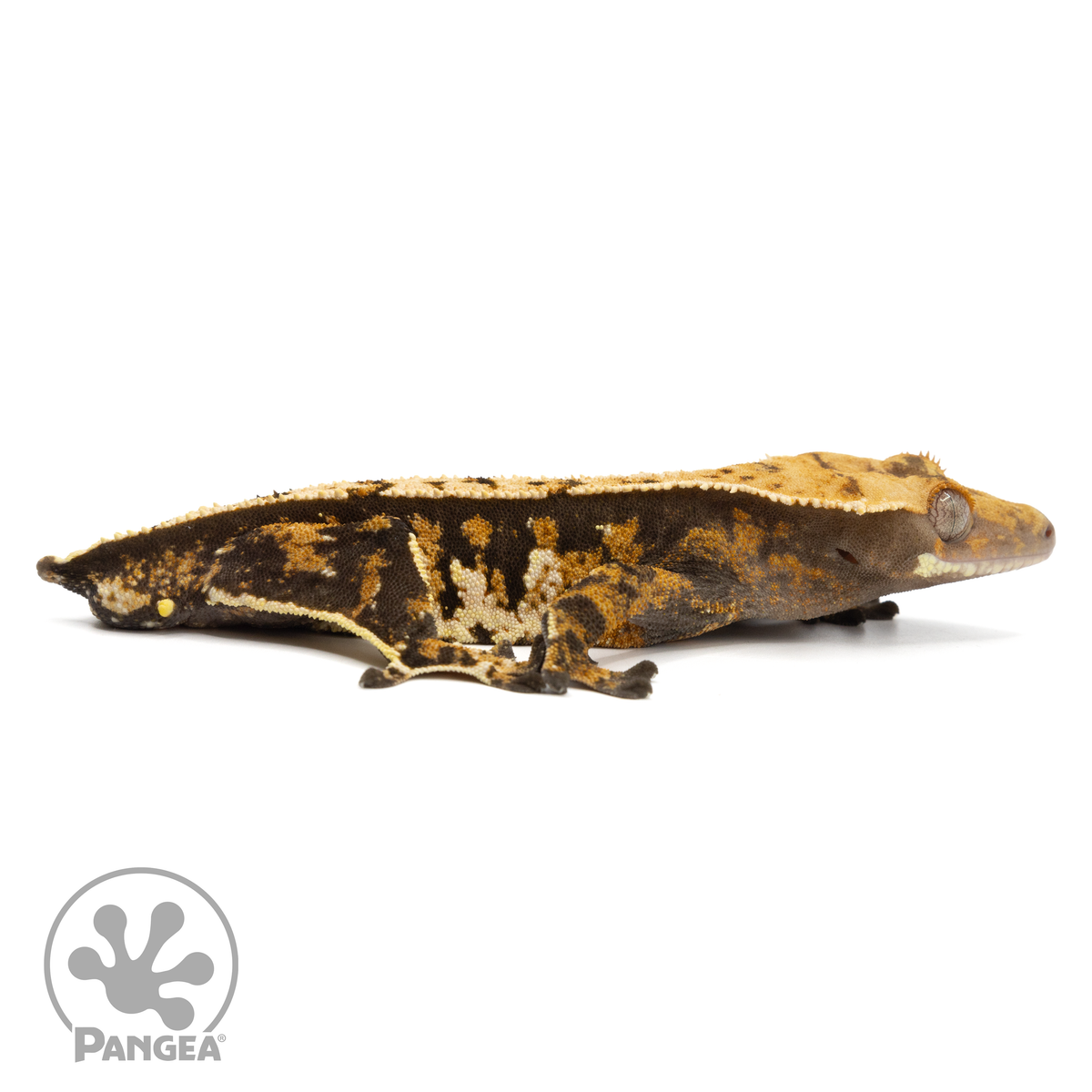 Cr-1711 facing right