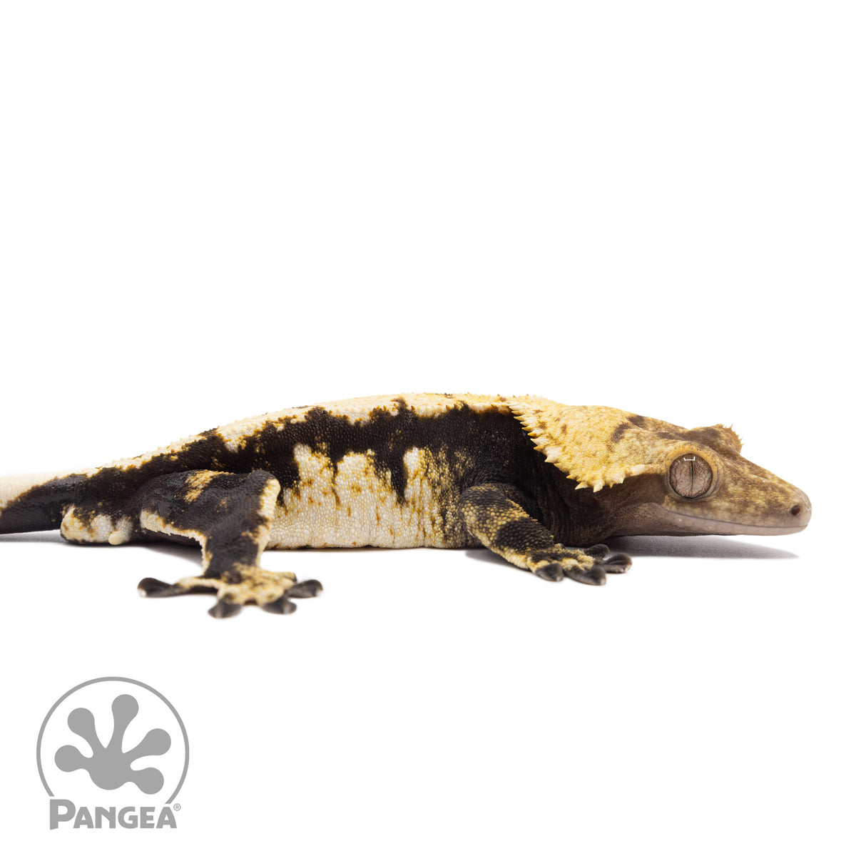 Cr-1712 facing right