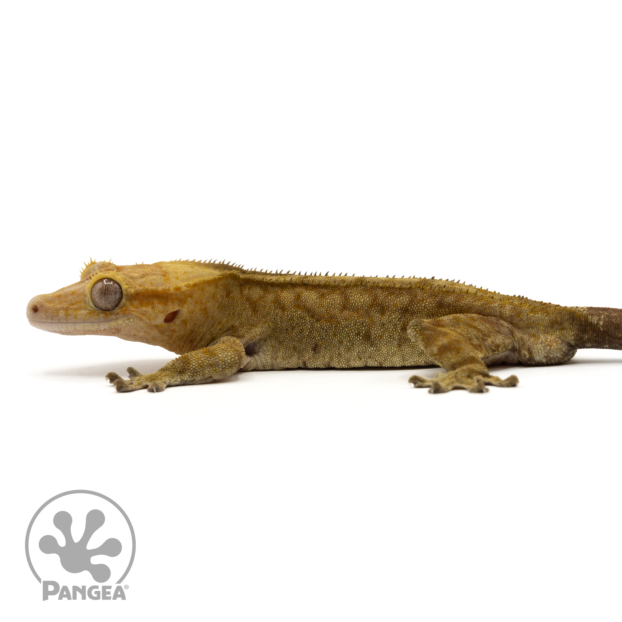 Male Tiger Crested Gecko Cr-1718