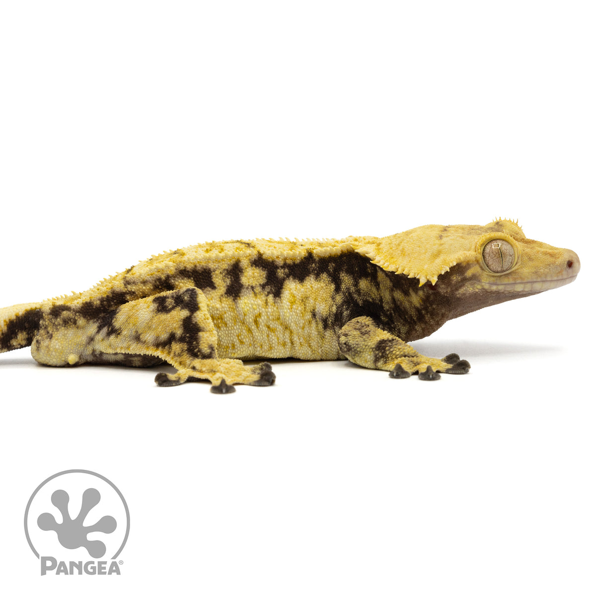 Cr-1721 facing right