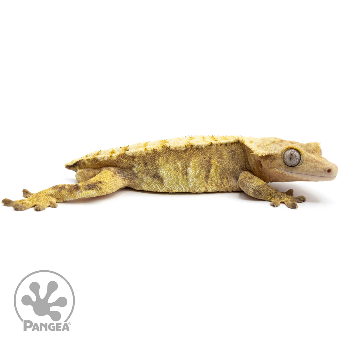 Male Harlequin Crested Gecko Cr-1722