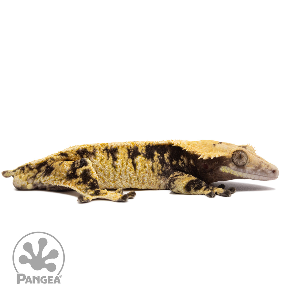 Cr-1725 facing right