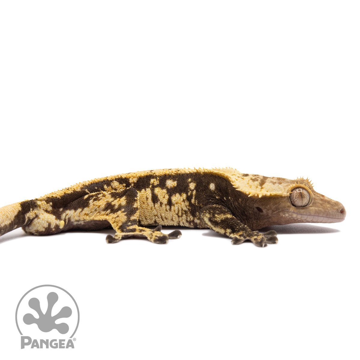 Cr-1733 facing right