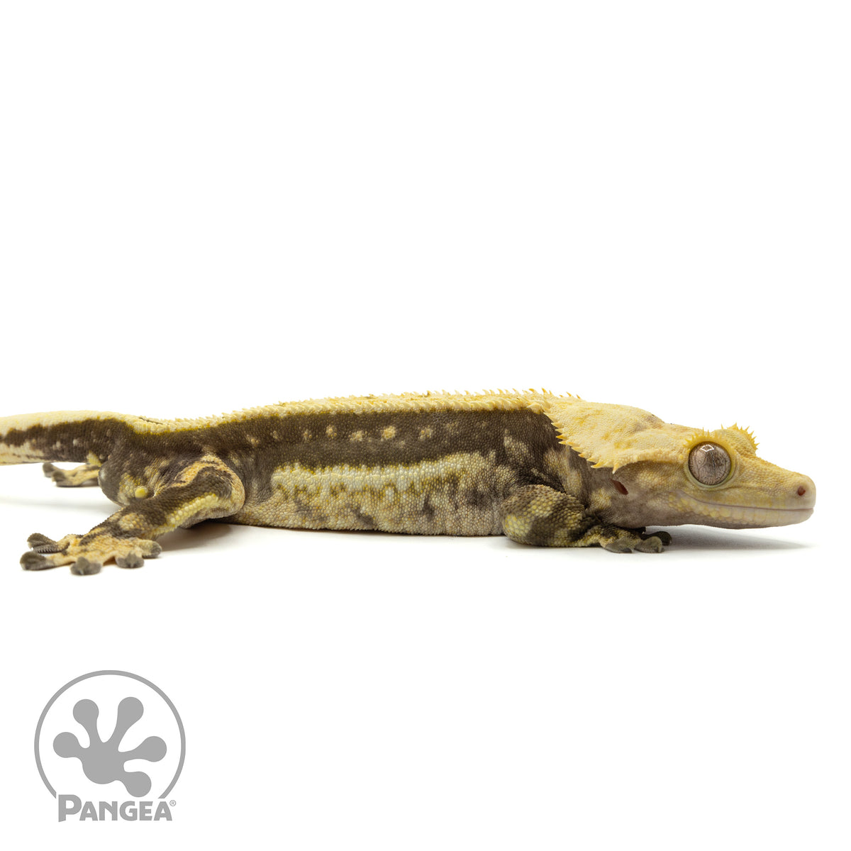 Cr-1736 facing right