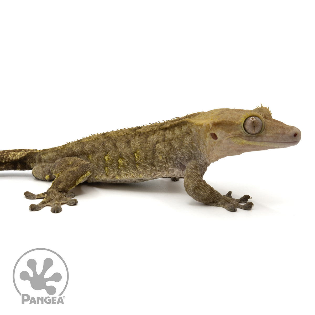 Cr-1739 facing right