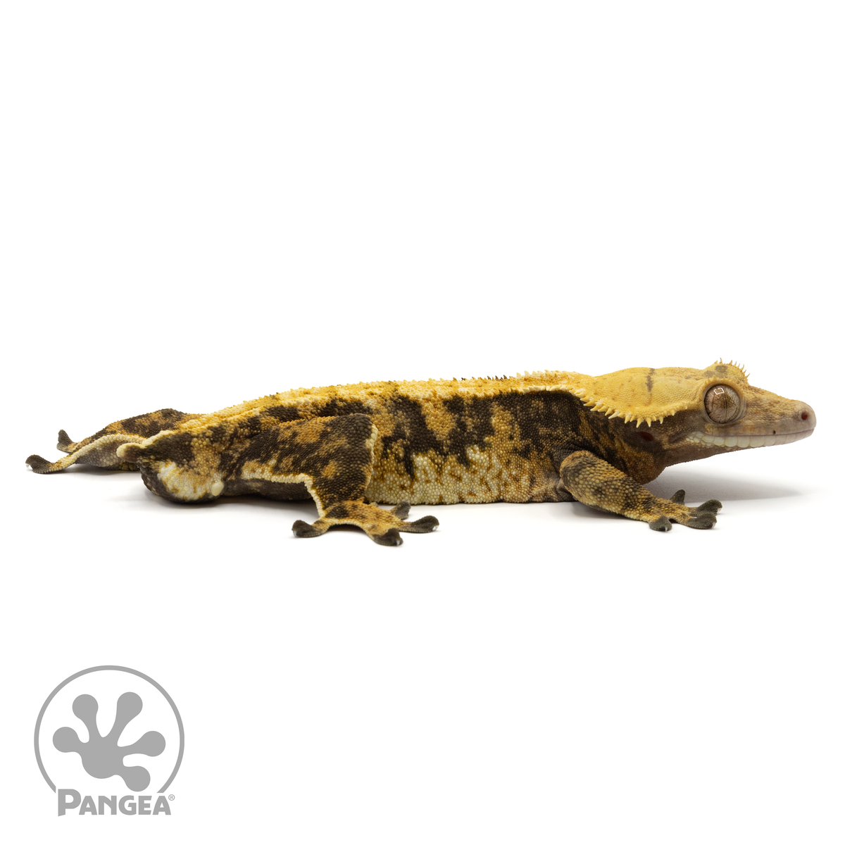 Cr-1747 facing right