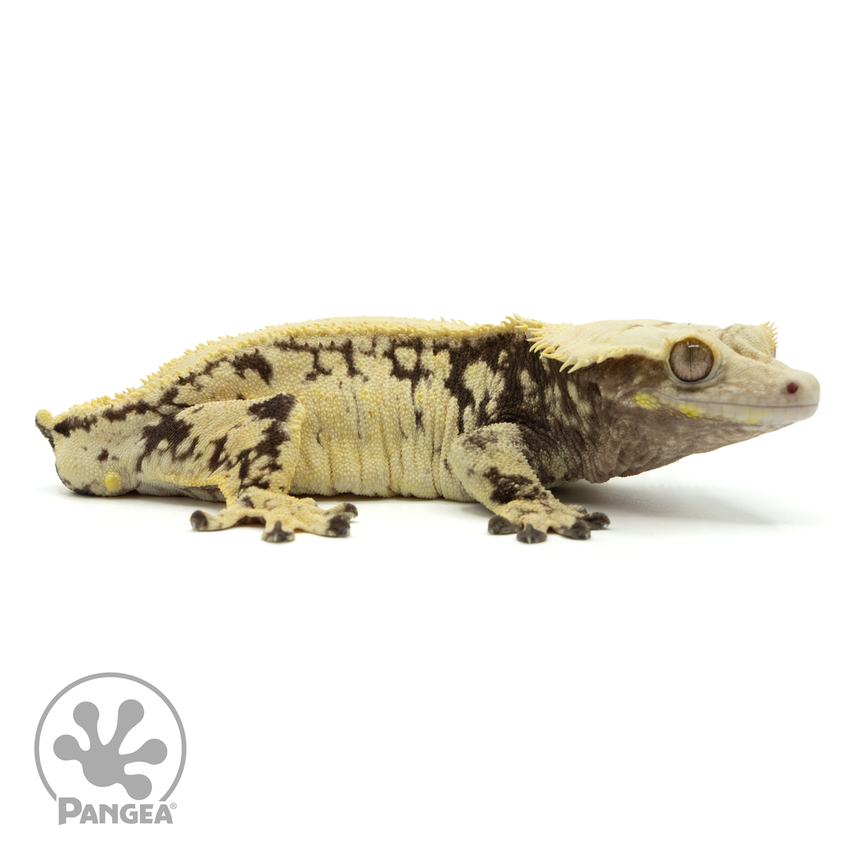 Cr-1756 facing right