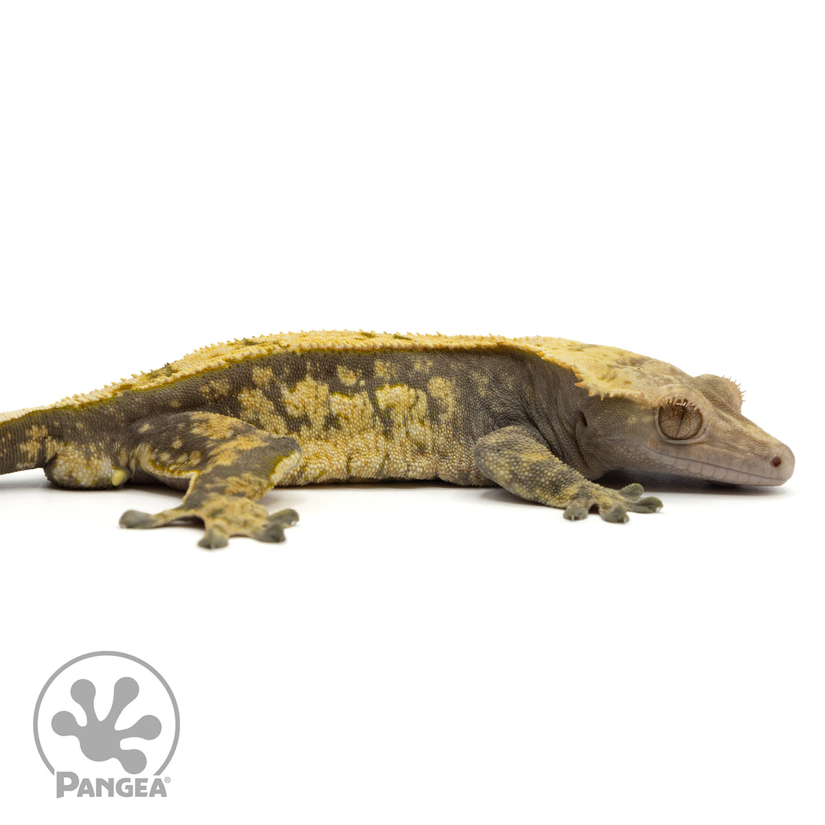 Cr-1759 facing right