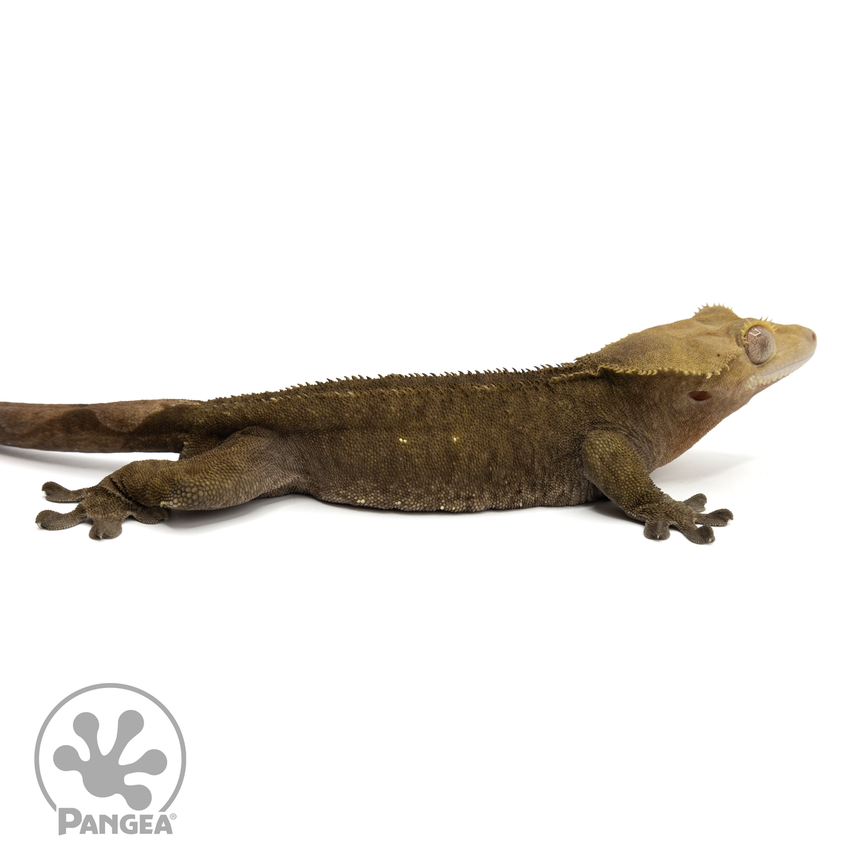 Cr-1769 facing right