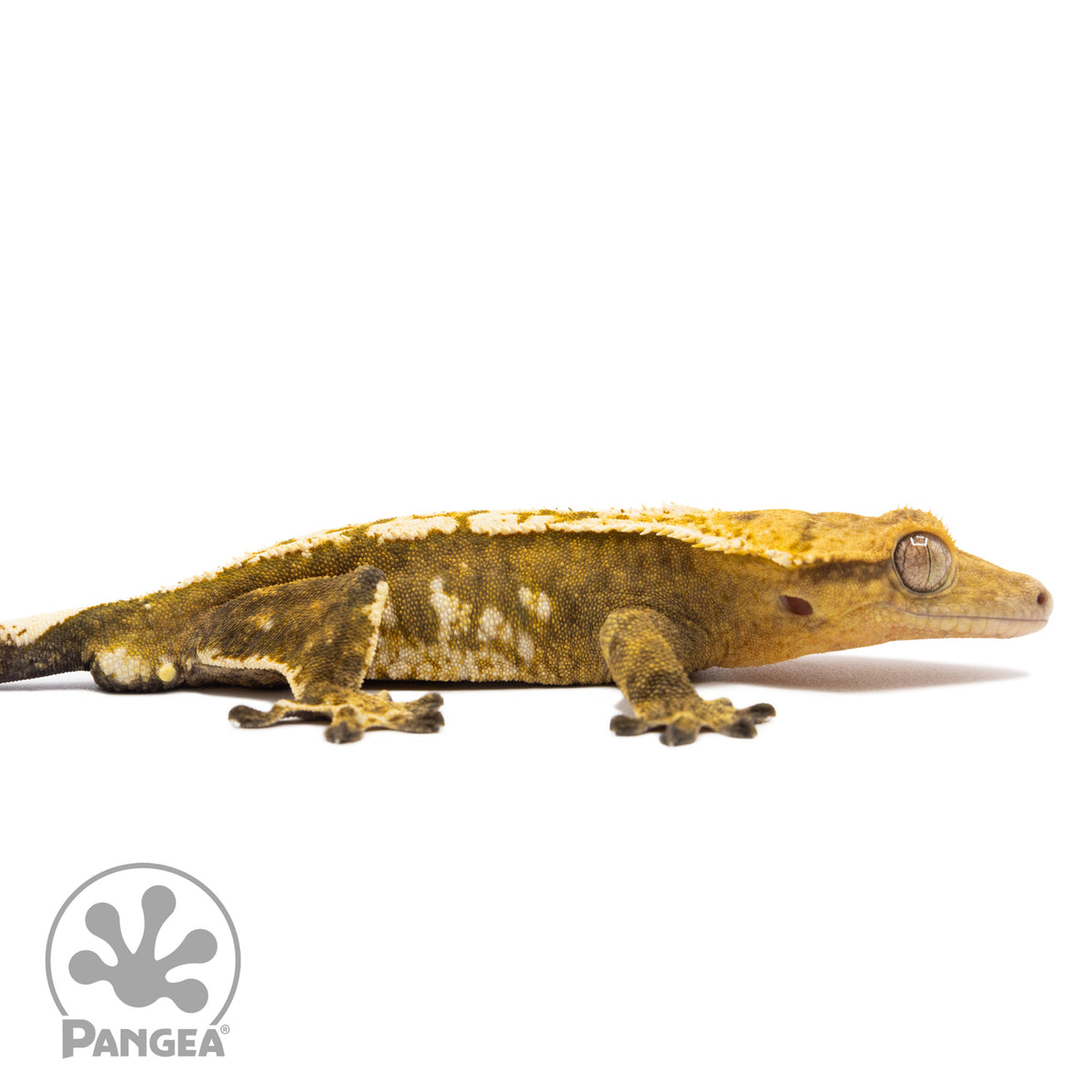 Cr-1812 facing right