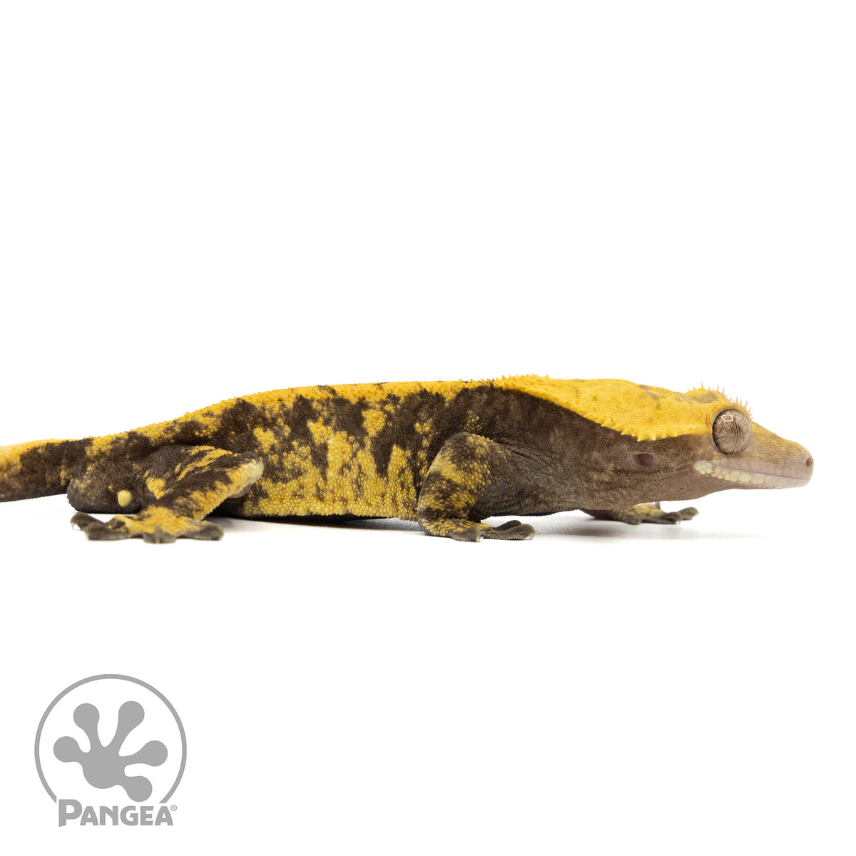 Cr-1816 facing right