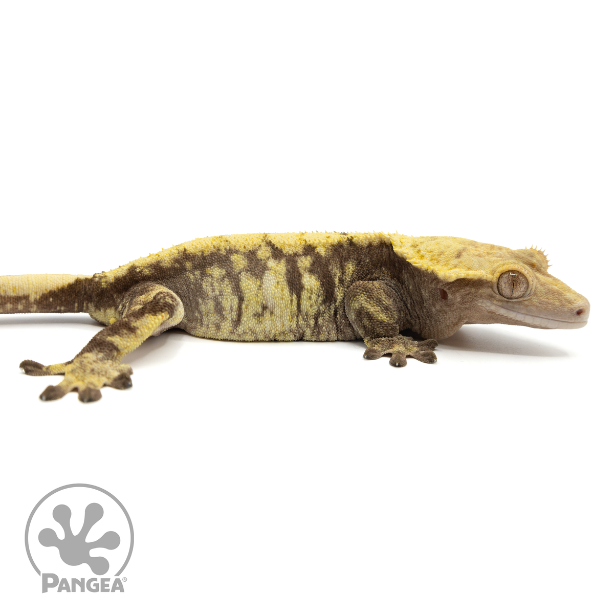 Cr-1824 facing right