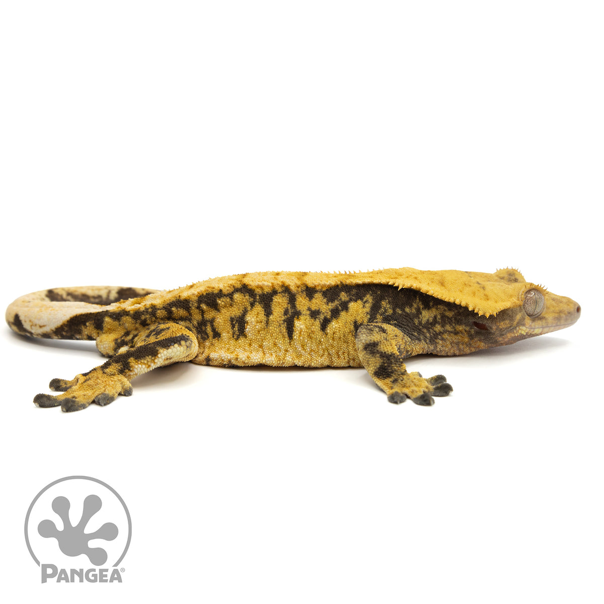 Cr-1825 facing right