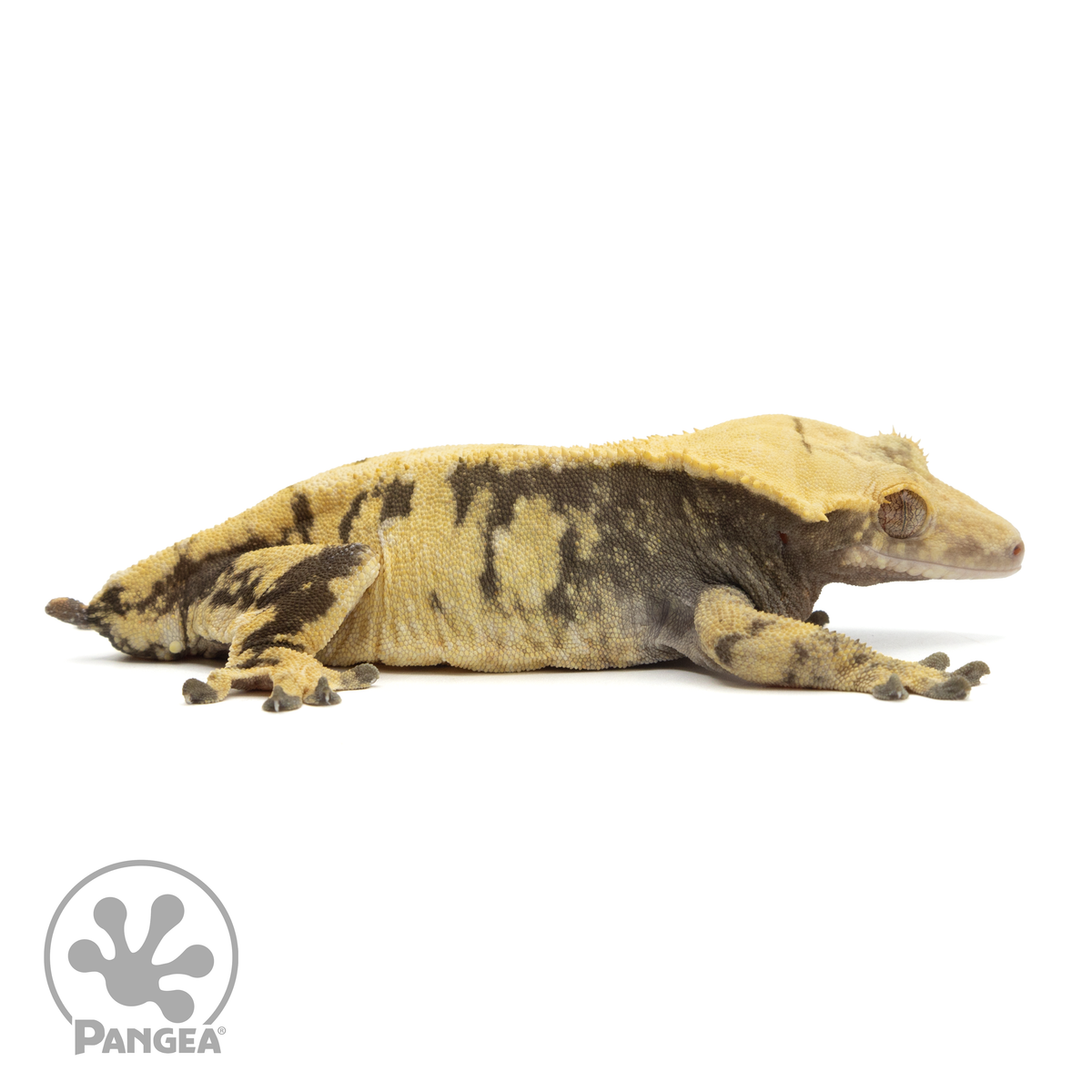 Cr-1827 facing right