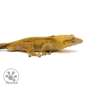 Male Tiger Crested Gecko Cr-1829