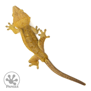 Male Tiger Crested Gecko Cr-1829