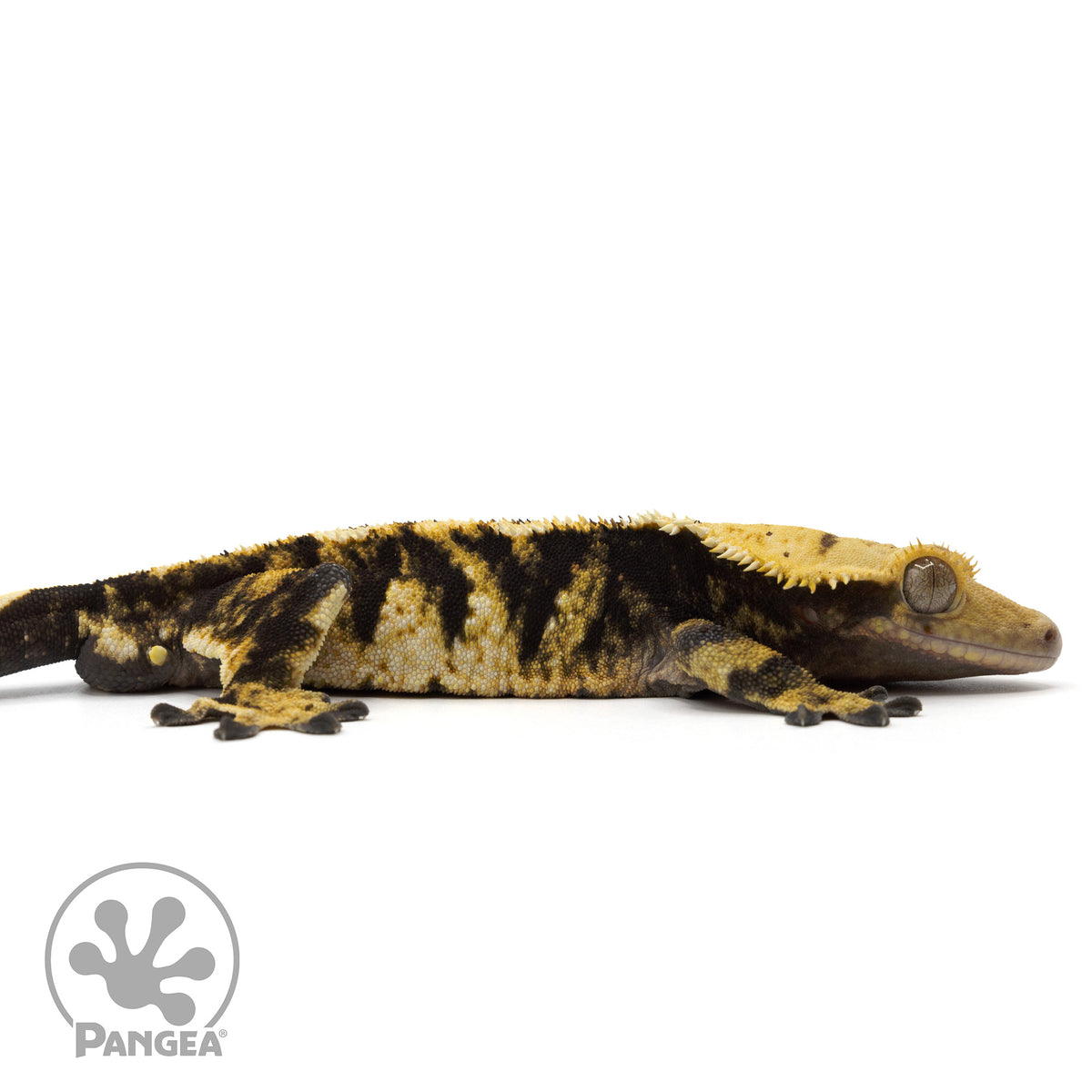 Cr-1837 facing right