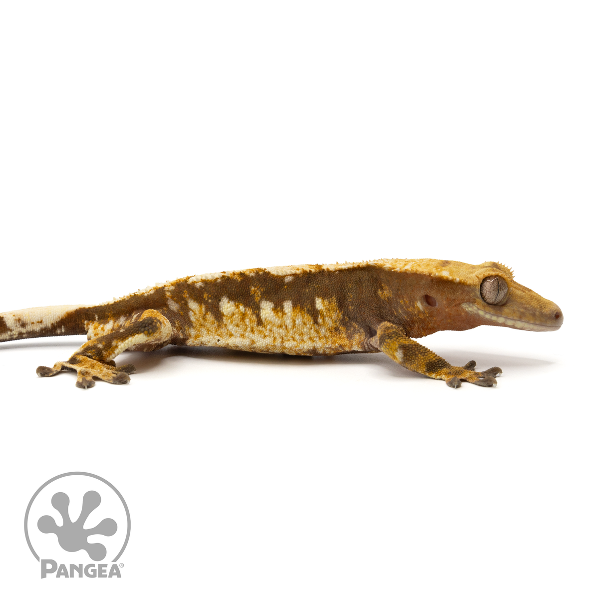 Cr-1840 facing right