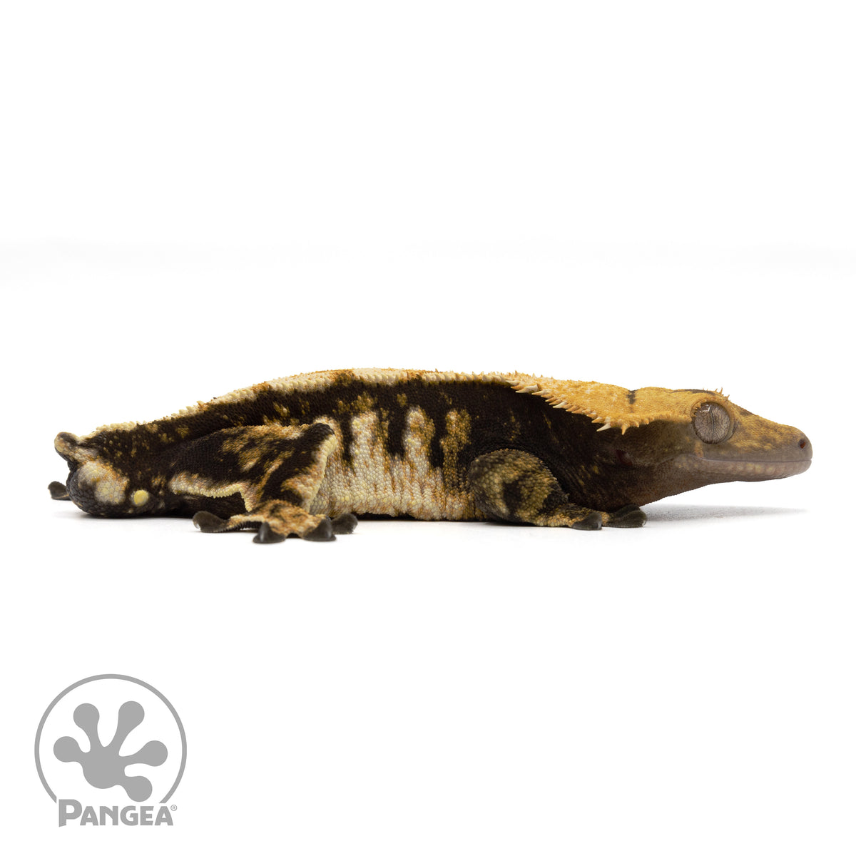 Cr-1841 facing right