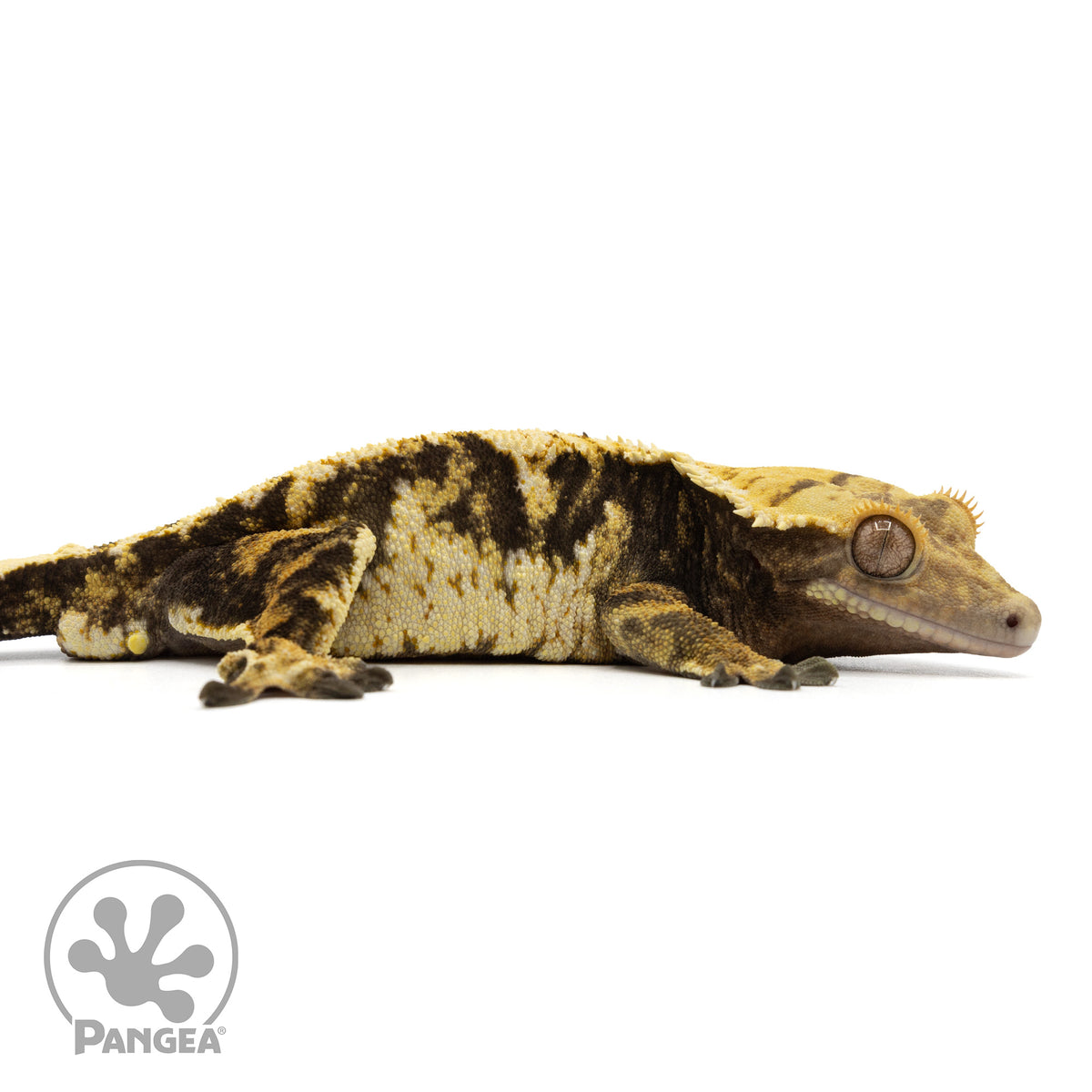 Cr-1843 facing right