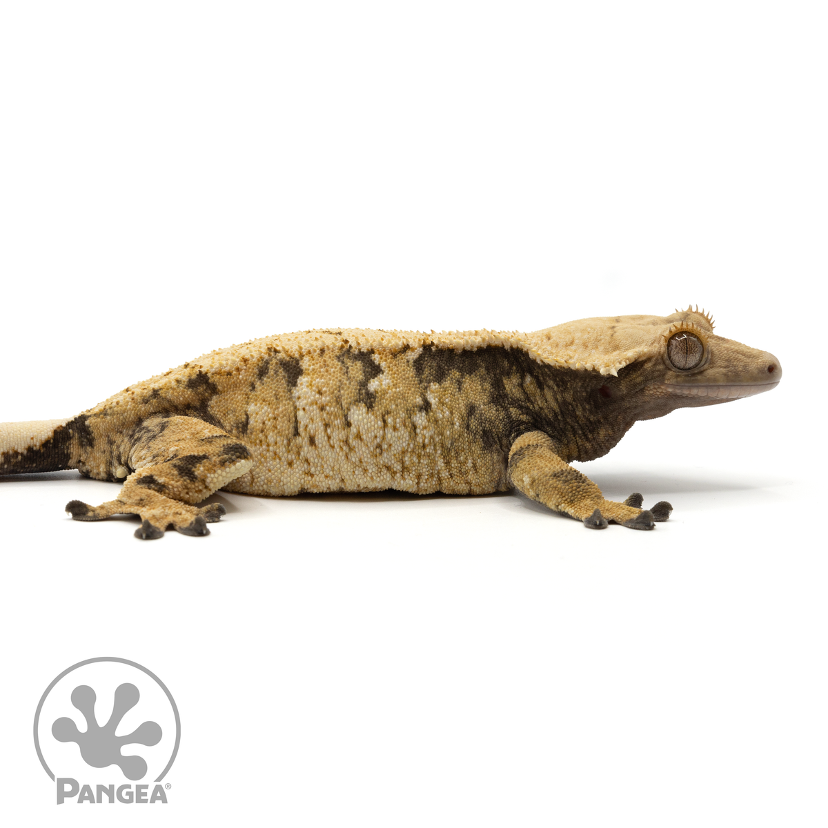 Cr-1844 facing right