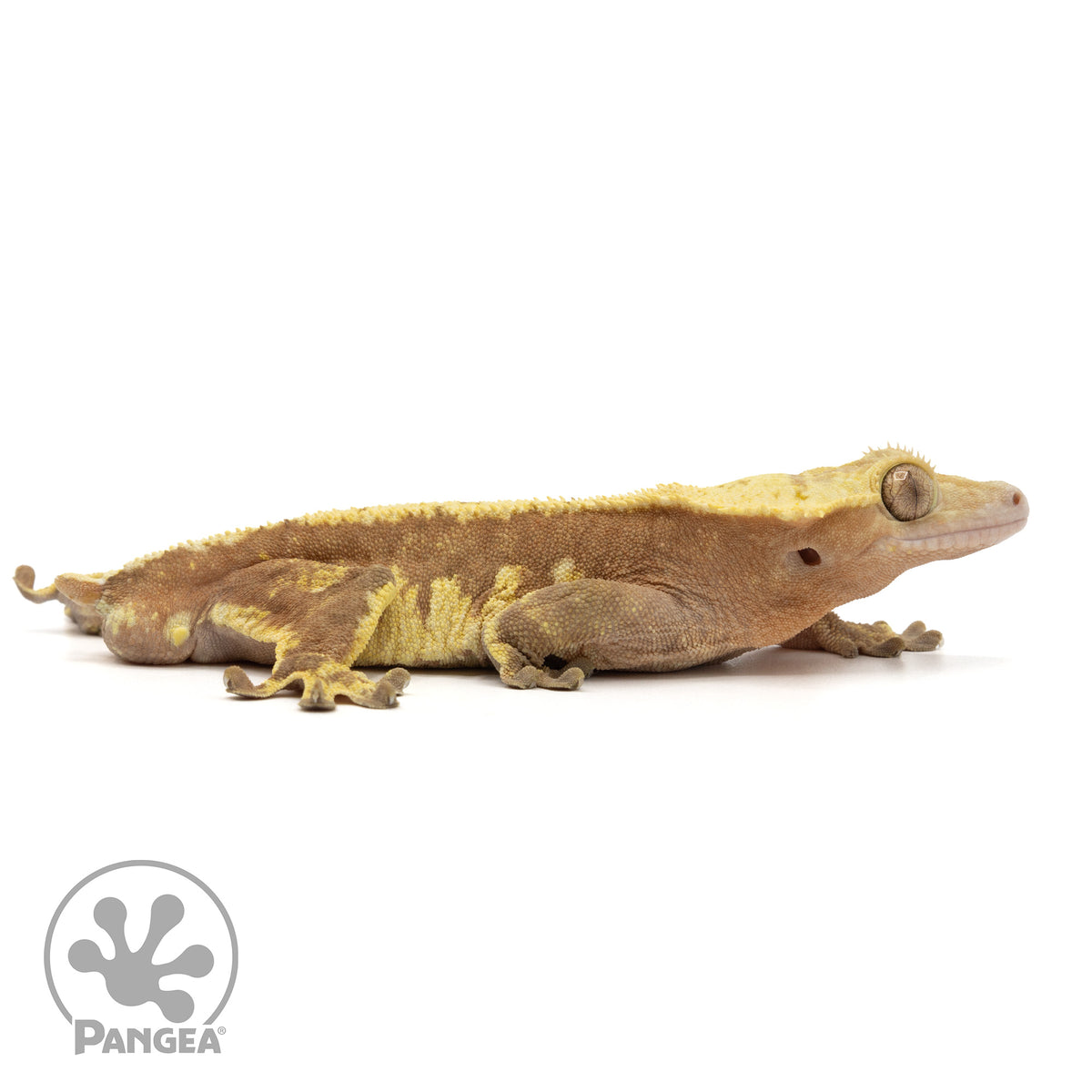 Cr-1845 facing right