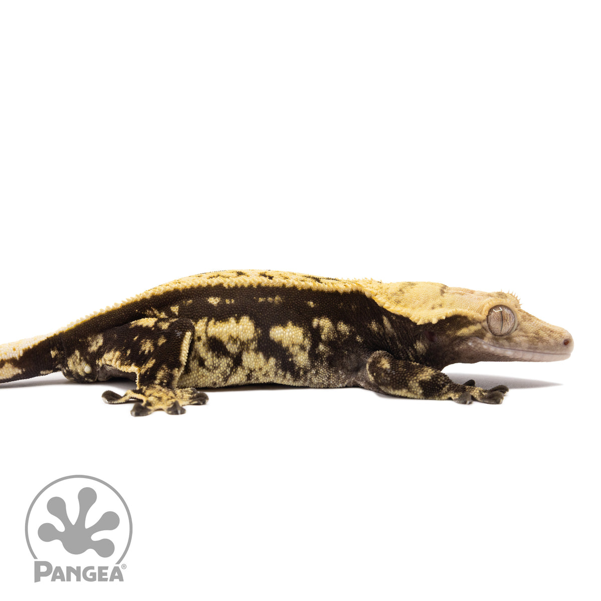 Cr-1850 facing right