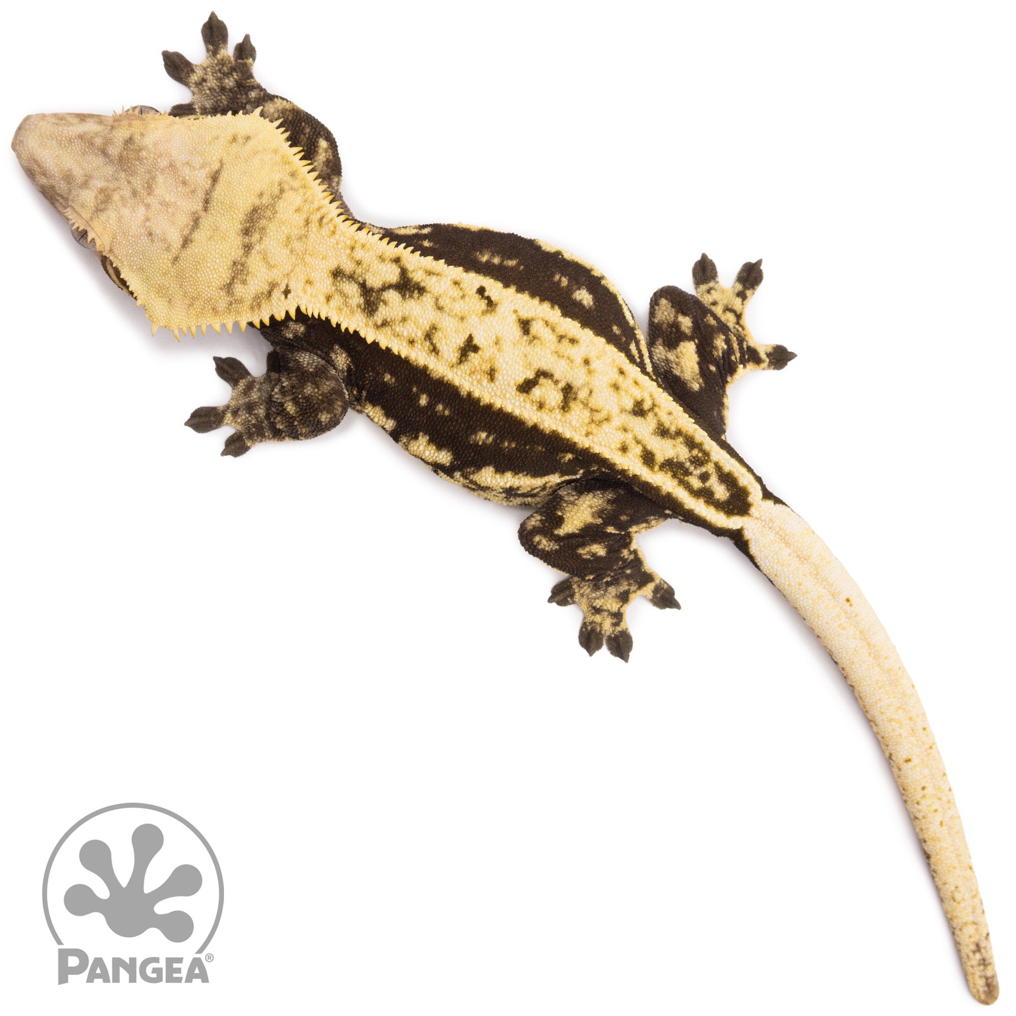 ペリーコ plage PELLICO 35.5 22.5〜23.0 ペリーコ plage PELLICO 35.5 22.5〜23.0